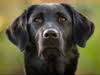 Classical Veterinary Homeopathy