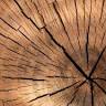 Hout van Nu