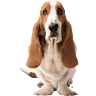 Hush Puppies