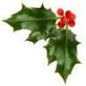 Ilex Farms Nursery, Inc.