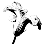 Il Fiore di Zucca