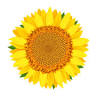 B&B IL GIRASOLE