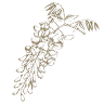 il glicine bianco