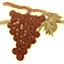 Il Vigneto
