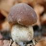 Milano Funghi srl