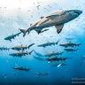 Instigator Fishing and Diving Charters