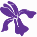 Iris Beauty Center