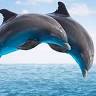 Island Adventure Dolphin Cruise Tarpon Springs