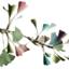 Jacqui Fernandez (Naturopath, Psychotherapist & Counsellor)