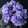 Jane's African Violets