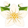 Jasmine Thai Massage