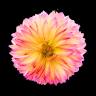 Jeffrey's Flowers