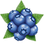 Joe's Blueberries