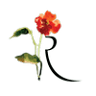 Joseph Richard Florals