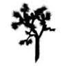 Joshua Tree 925