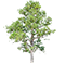 JR's Tree Service and Landscape