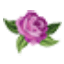 June Flowers
