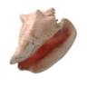 Conch Cruises