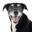 Just Food For Dogs