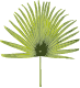 Jute & Palm