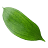 Kaderníctvo Lenka