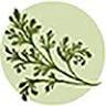 Katy Botanicals
