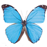 The Key West Butterfly and Nature Conservatory