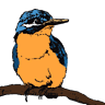 THE KINGFISHER