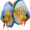 Kings Of The Aquarium