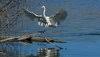 Klamath Wingwatchers Inc