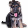 Kolenda Kennels