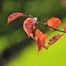Kootenay Park Nursery