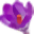 Krokus (piegāde)