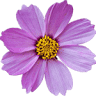 FLORIST EWA
