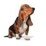 Lady Bassets Dog Groomers