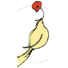 Ladybird Poppy