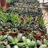 Lancaster Gardens Inc