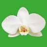 FLORISTERIA LA ORQUIDEA ORQUIFLOR