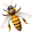 Lappe's Bee Supply and Honey Farm LLC