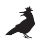 Laughing Crow Café