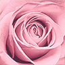 la Vie en Rose