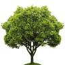 Lawns Unlimited Ltd