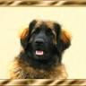 Leonberger of Leohearts