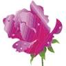 Les Isle Rose