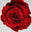 LES PETITES FLEURS