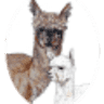 Lilymoore Alpaca and Llama Farm