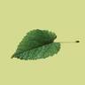 Lime Tree Design