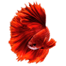 Livecube Aquarium