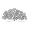 Live Oak Gallery