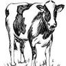 Llaeth Beynon Dairy